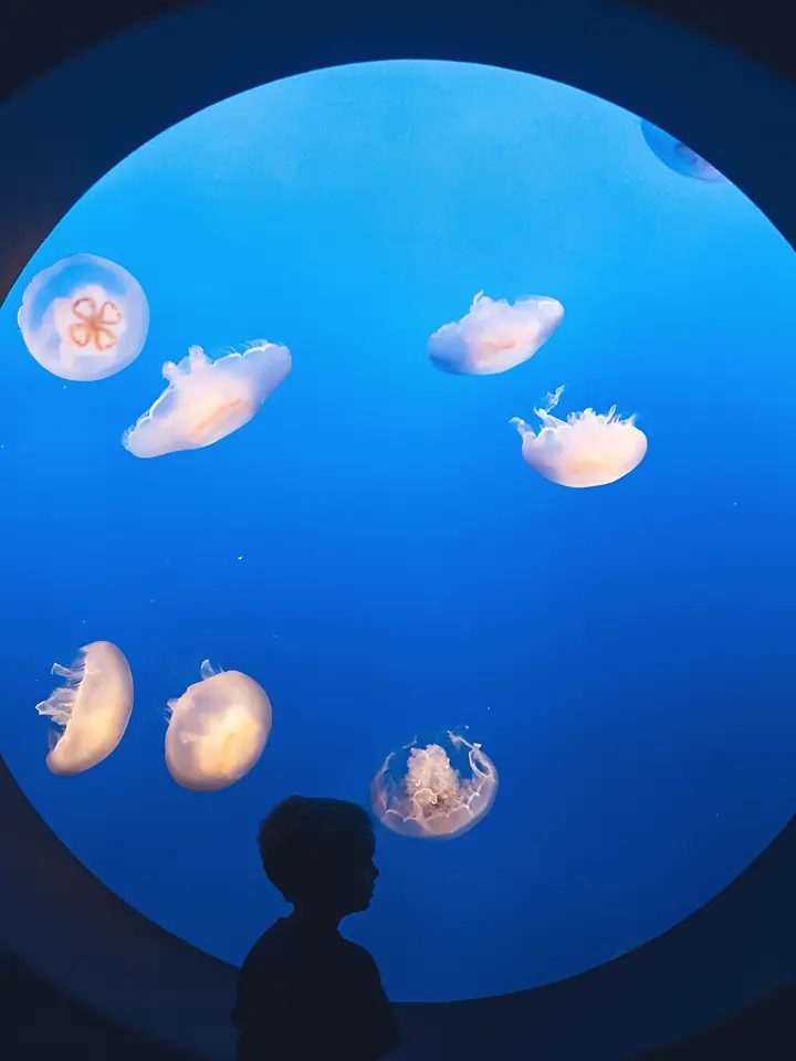A child at the porthole at the end of the Jellies hall