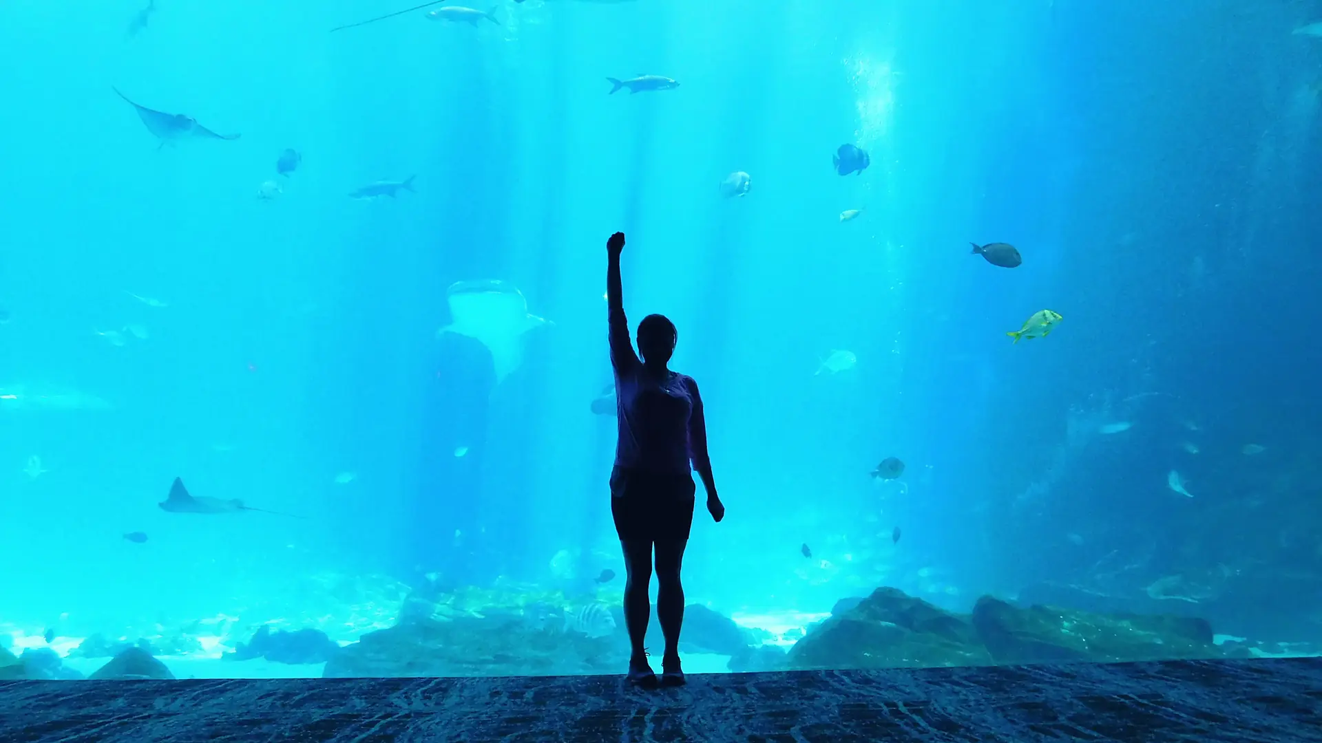 A visitor in silhouette at the 36-metre Open Ocean window as a whale shark passes